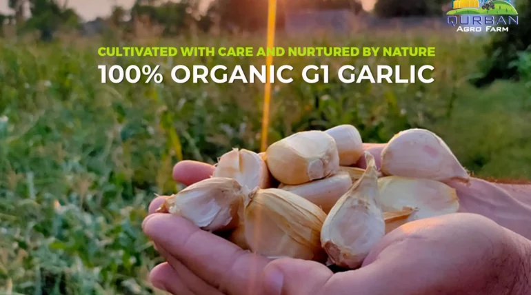 Narc G1 garlic