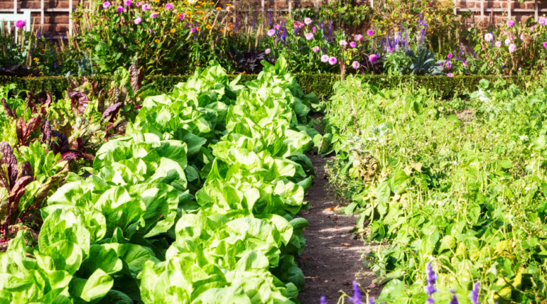 home gardening