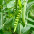 organic peas benefits - green peas