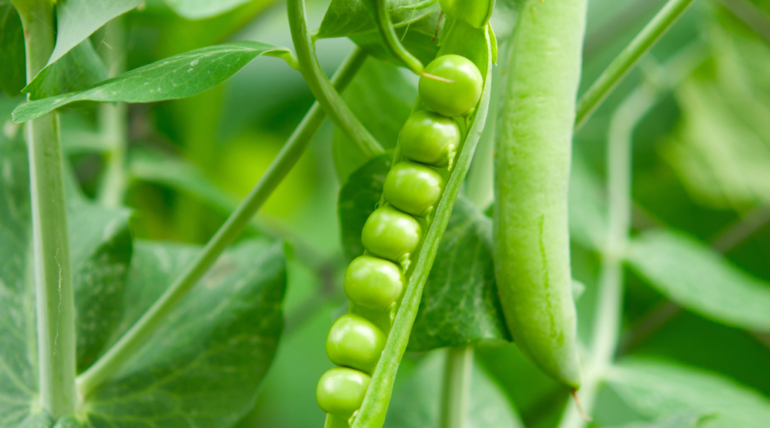 organic peas benefits - green peas