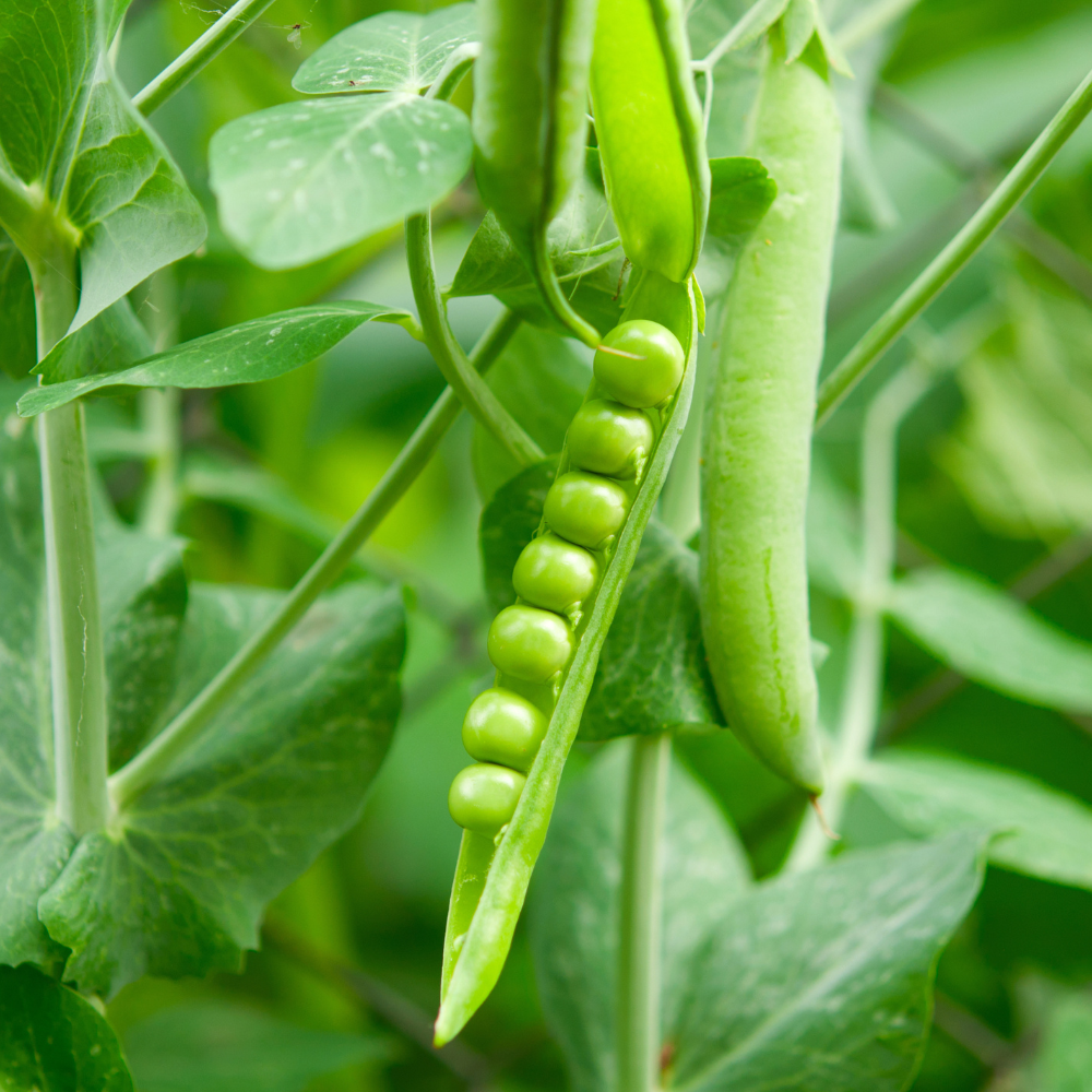 organic peas benefits - green peas