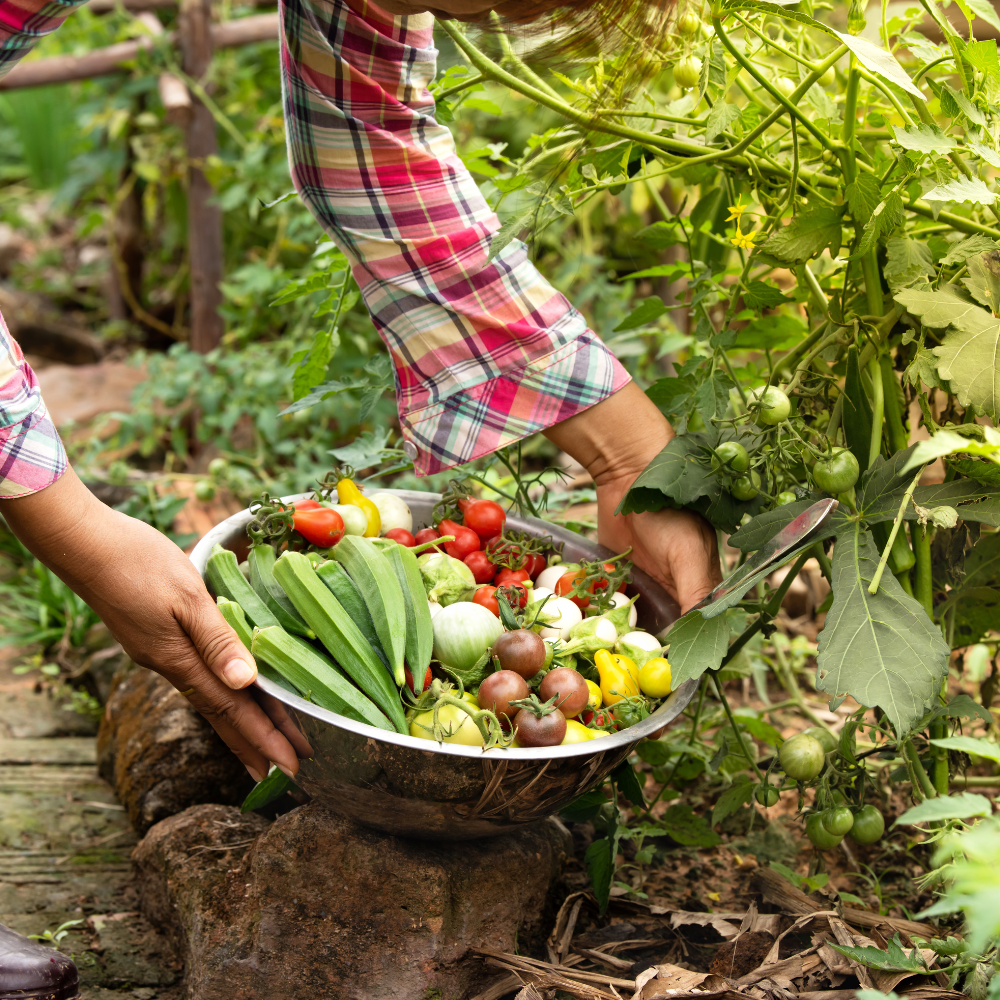 vegetable farming in Pakistan