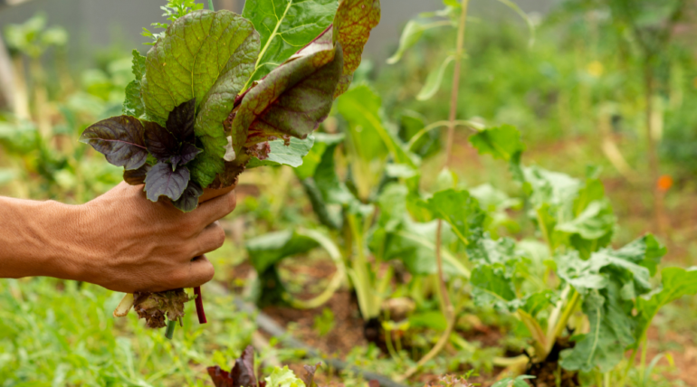 vegetable farming in Pakistan