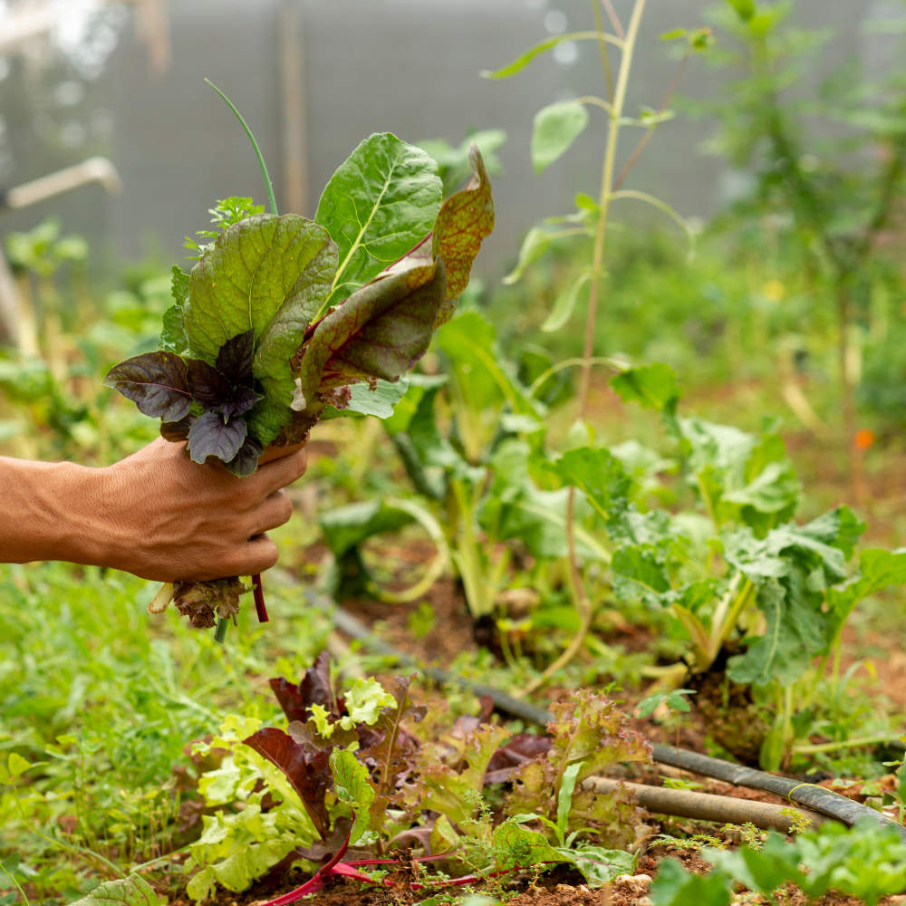 vegetable farming in Pakistan