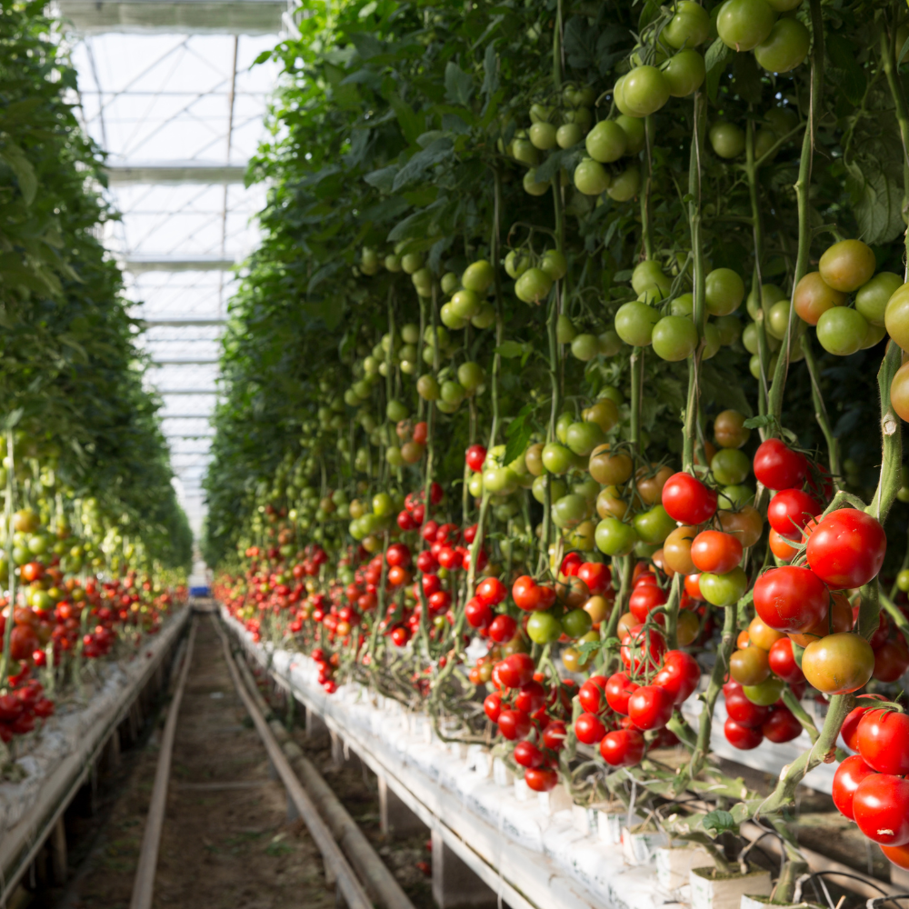 vegetable farming in Pakistan