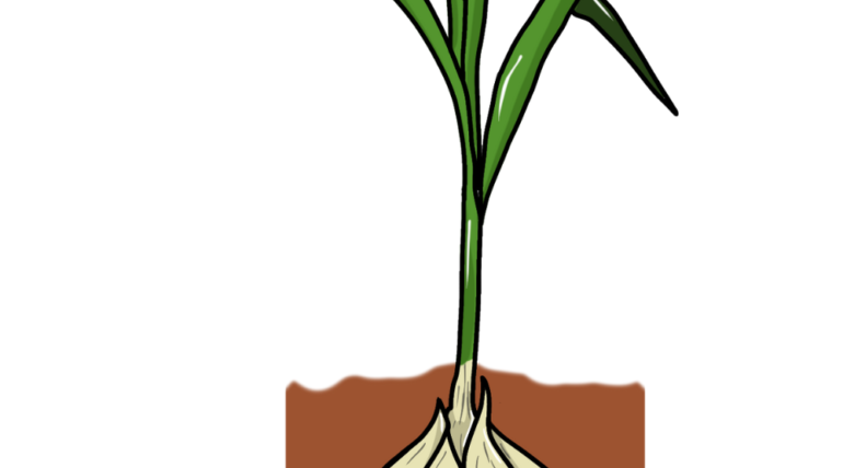 how to grow garlic at home