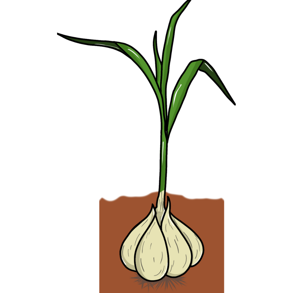 how to grow garlic at home